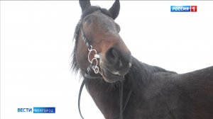 Итоговый выпуск «Вести. Белгород» от 04.01.2026