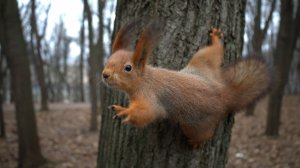 Белки. Мои лучшие фото. Декабрь 2025