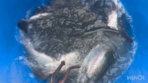 Очередная партия Форели