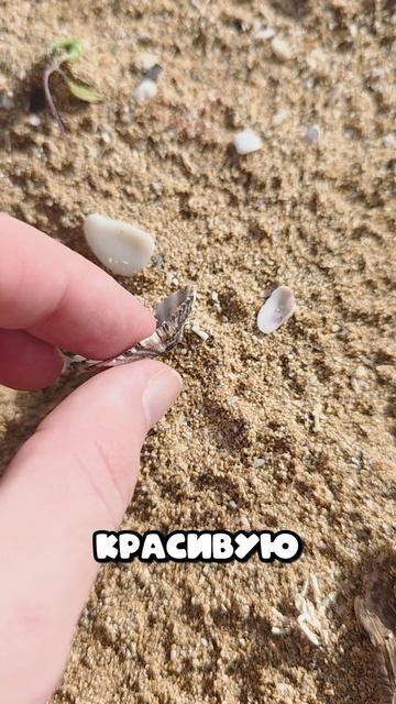 Поехали искать ракушка смотреть онлайн