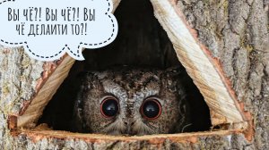 Ловлю цветочковую сову Лютика, чтобы пощупать её толстенькость. Разоряю кладовочки сыча Пунька