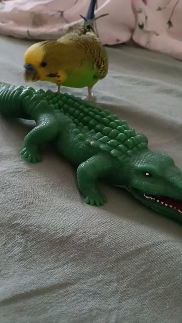 Федя против крокодила