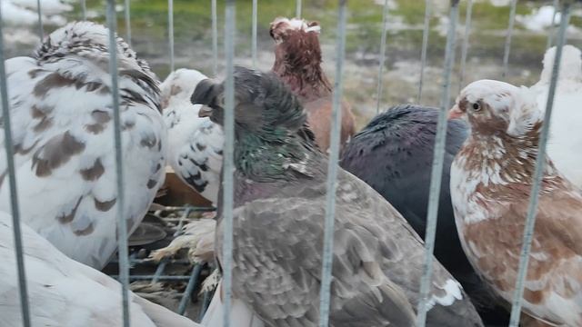 4.01.2026г Ярмарка Хатукай Усть-Лабинк!!! смотреть онлайн