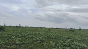 Дары Сахалина! За морошкой!