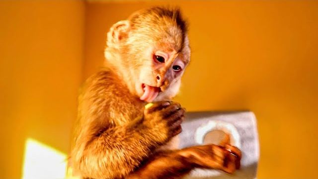 ОГО! Финик во всю уже ЕСТ ОВОЩИ И ФРУКТЫ, а Анфиса стащила КОШАЧИЙ КОРМ! смотреть онлайн