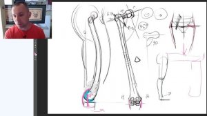 Строение и функции бедренной кости человека - А. Рыжкин