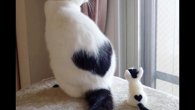 мяу подпишитесь на ТГ