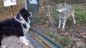 Волк и собака - дружеская встреча