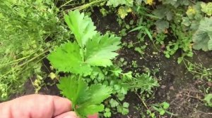 Листовой сельдерей, опыт выращивания.