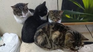 04-01-2026. Год новый 🌲🐴 а в курятнике всё по старому.🐔🐓🙄