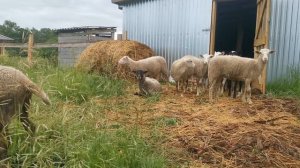 Завёл Катумских овец первый раз в жизни