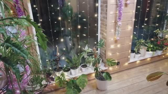 После Новогодние пересадки! Монстера Альба! 🌿 смотреть онлайн