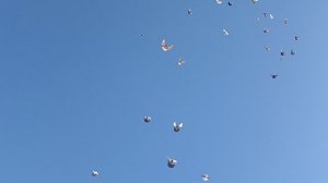 полëт голубей