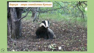 Барсук у норы утром, вечером и ночью. Звуки лета, мышка на дереве и птичка у норы-