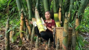 Собираю побеги бамбука и везу на рынок для продажи и консервирования. Дуонг