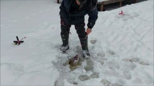 В активе работают блёсны, в пассиве - паста и резина. Клёвое место, Лосиный остров,верхний водоём.