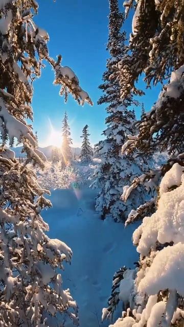 ЗИМНИЙ ЛЕС смотреть онлайн