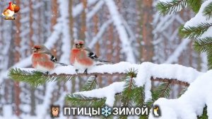 Птицы зимой в лесу 🐦_⬛🦉🦅 видео для отдыха душой 🌲(12)