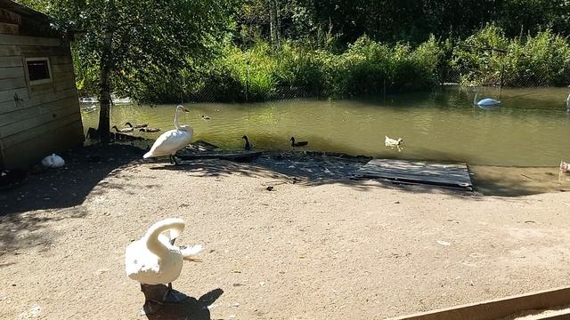 13.08.2025г
г.Барнаул
п. Власиха 
ООО "Зоопарк " Алтайский"