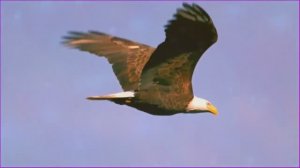 МЕЛОДИИ ДЛЯ ГАРМОНИИ ДУШИ: ПОГРУЗИТЕСЬ В ГЛУБОКИЙ СОН ВСЕГО ЗА 5 МИНУТ