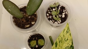 Новинки хой из Вишлиста 2026