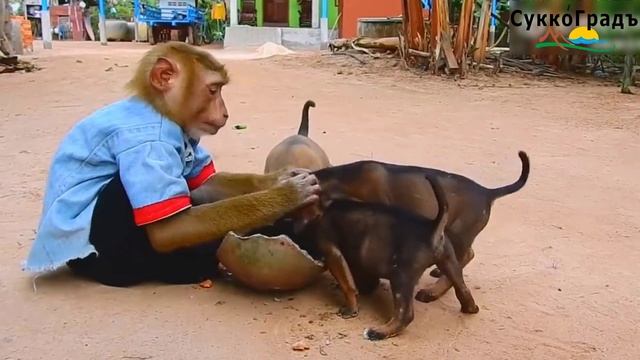 Кого-то эта обезьянка мне напоминает...🙄🤣 смотреть онлайн