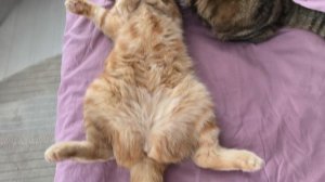 умыванья-целованья🐱🥰