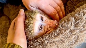 Что-то наша Анфиса ЗАГРУСТИЛА, наверное она СКУЧАЕТ ПО МАМЕ!