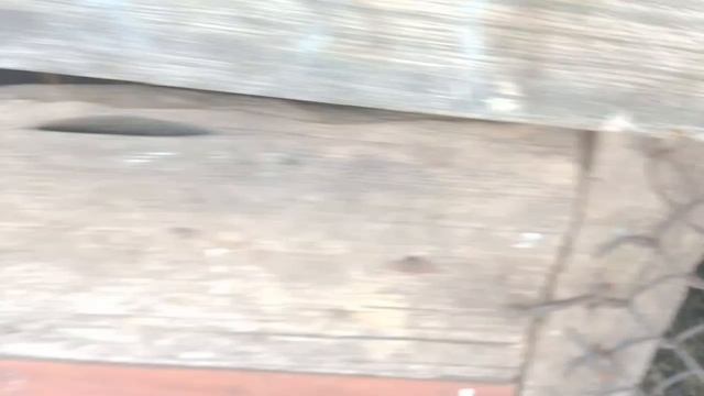 Наши животные смотреть онлайн