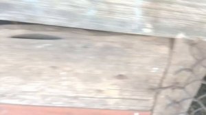 Наши животные