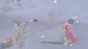 Вилд крафт Эдит