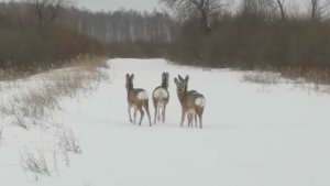 Лоси в зимнее время. Лось во время кормежки.