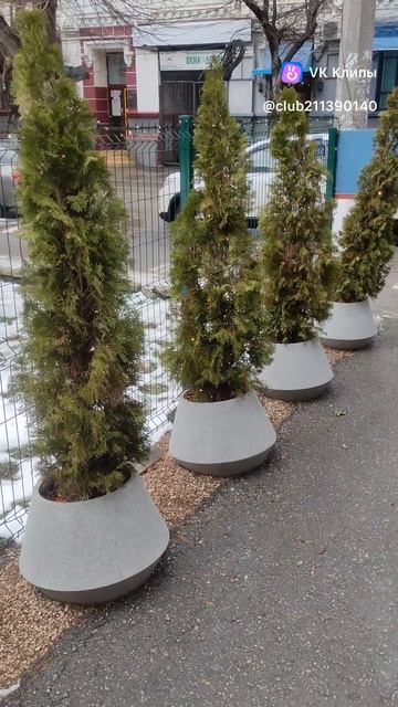 ту смарагд в горшке на 1-2 года дальше придется менять #туй #туя #туязападнаясмарагд #смарагд смотреть онлайн