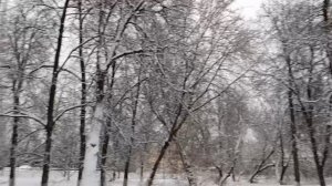 #заснеженый парк в январе