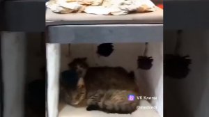 A story about animals 🐱