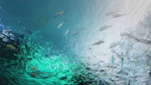 Аквариум на ТВ и Мониторов