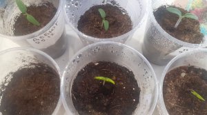 04.01 Всходы томатов и перца сладкого для раннего урожая (регион Рязанская область)).