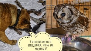 Мохноногий сыч Чучундрий мочит ножки и пьёт водичку. Пёс Кубик увидел свой сон наяву и растерялся