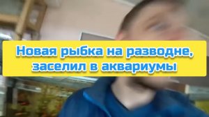 Новая рыбка на разводне, заселил в аквариумы