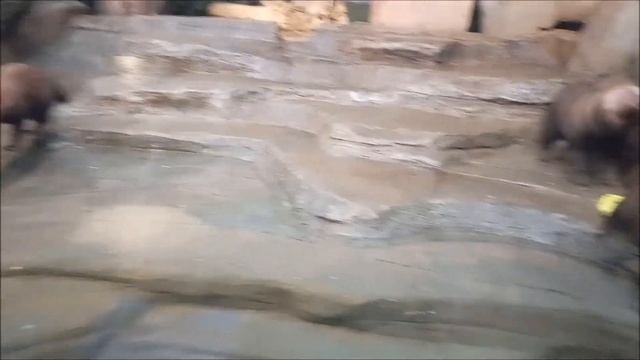 Две семьи кустарниковых собак 30.12.2025 смотреть онлайн