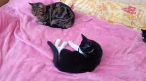 Мы спим и никому не мешаем