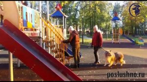 Дрессировка собак в группе. Елабуга. Гуляй парк.