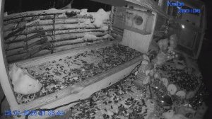 🔴 24 LIVE Кормушка. С НОВЫМ 2026 ГОДОМ!