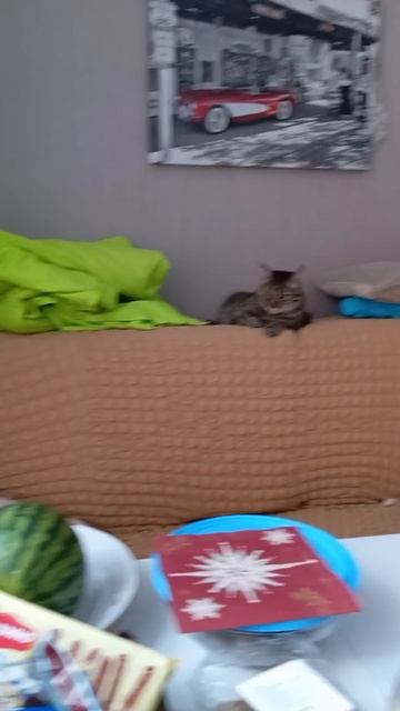 Кошкин дом - тихий час ) смотреть онлайн