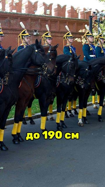 Кому Проще в Армии? Высоким или Низким? смотреть онлайн