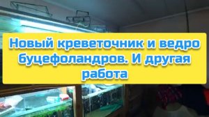 Новый креветочник и ведро буцефоландров. И другая работа