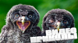 ВИДЕОПРИКОЛЫ \ КРУТЫЕ ПРИКОЛЫ 2025 \ НОВЫЕ ПРИКОЛЫ \ СМЕШНЫЕ ПРИКОЛЫ 2025 ЮМОР