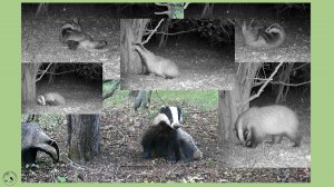 Барсук. Отдыхает в одиночку, даже спит иногда у норы, а не внутри. Начало июня