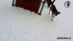 Персональная дрессировка собак. Набережные Челны