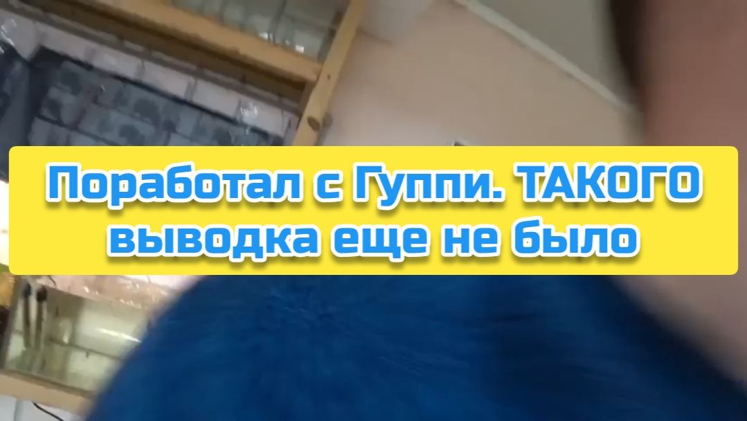 Поработал с Гуппи. ТАКОГО выводка еще не было смотреть онлайн